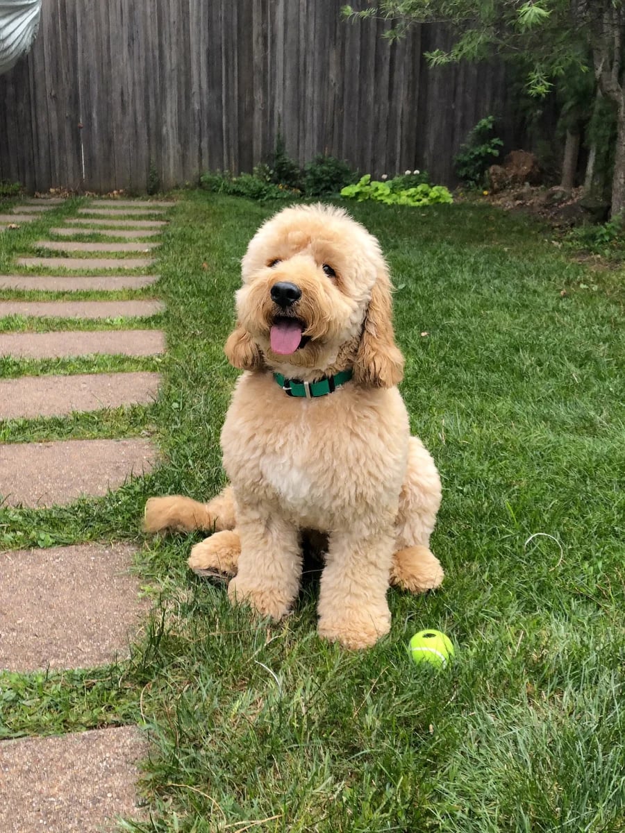 Biscuit, a cream Cavoodle, sitting on a garden path with a tennis ball