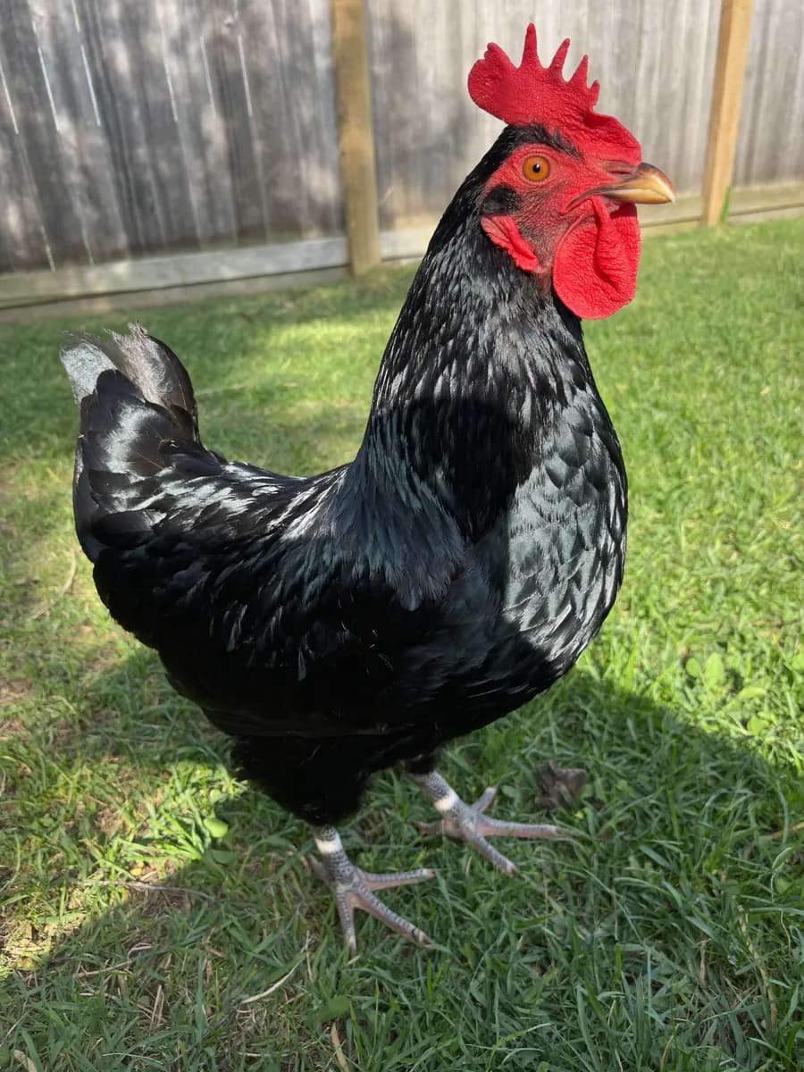 Rocky, a black Australorp rooster, in a suburban backyard