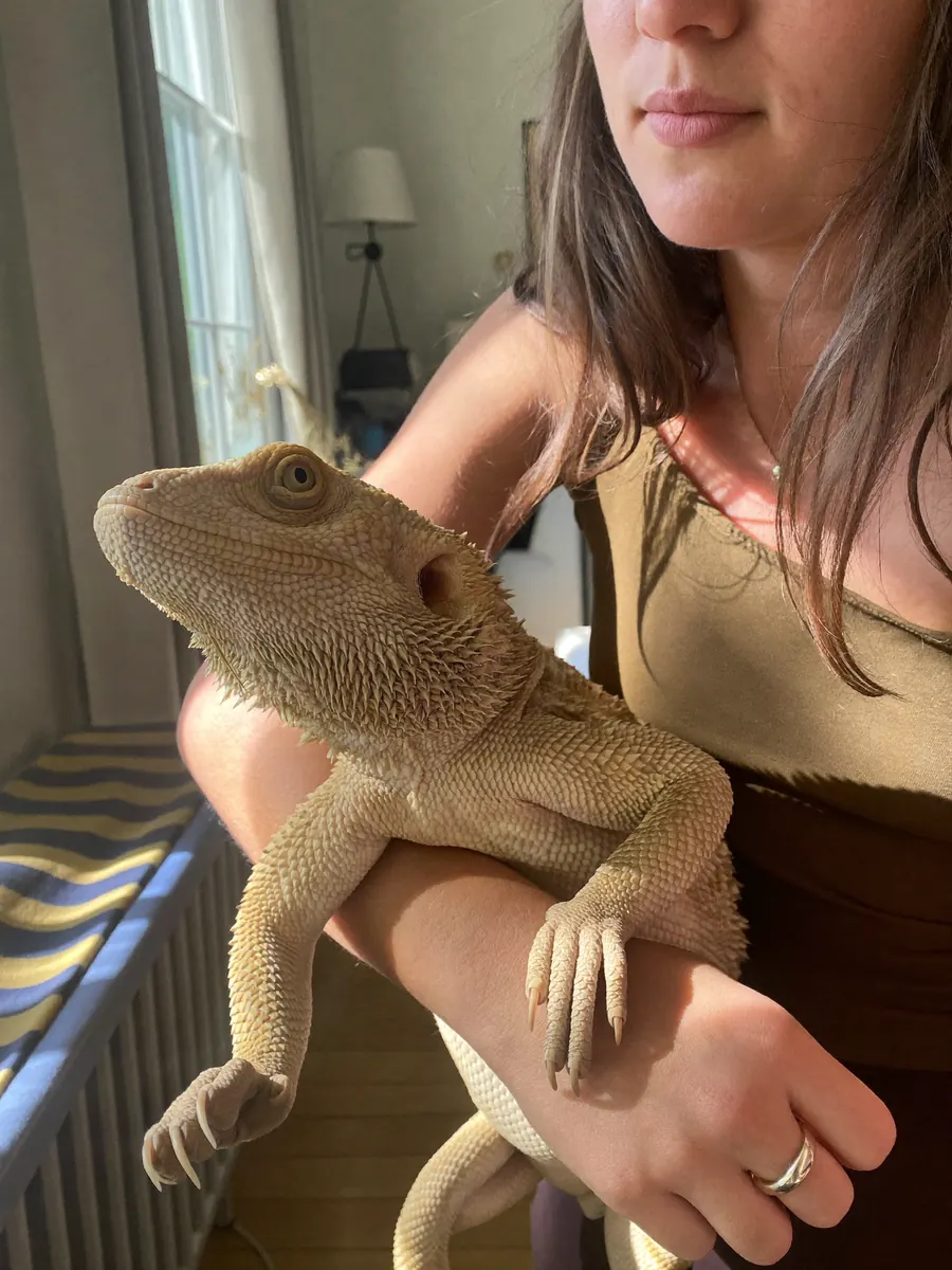 Spike, a bearded dragon, resting on his owner’s arm in a sunny living room