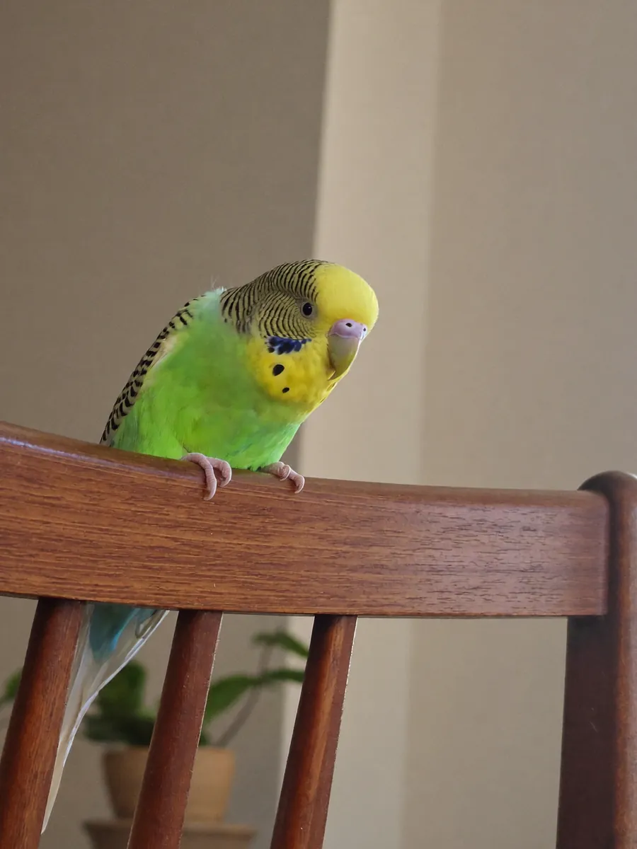Sky, a green budgie, perched on the back of a kitchen chair