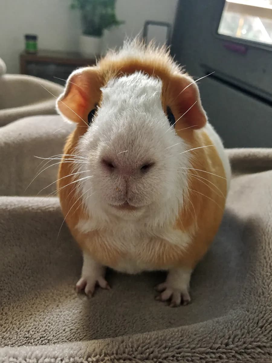 Peanut, a ginger and white guinea pig, on a soft blanket