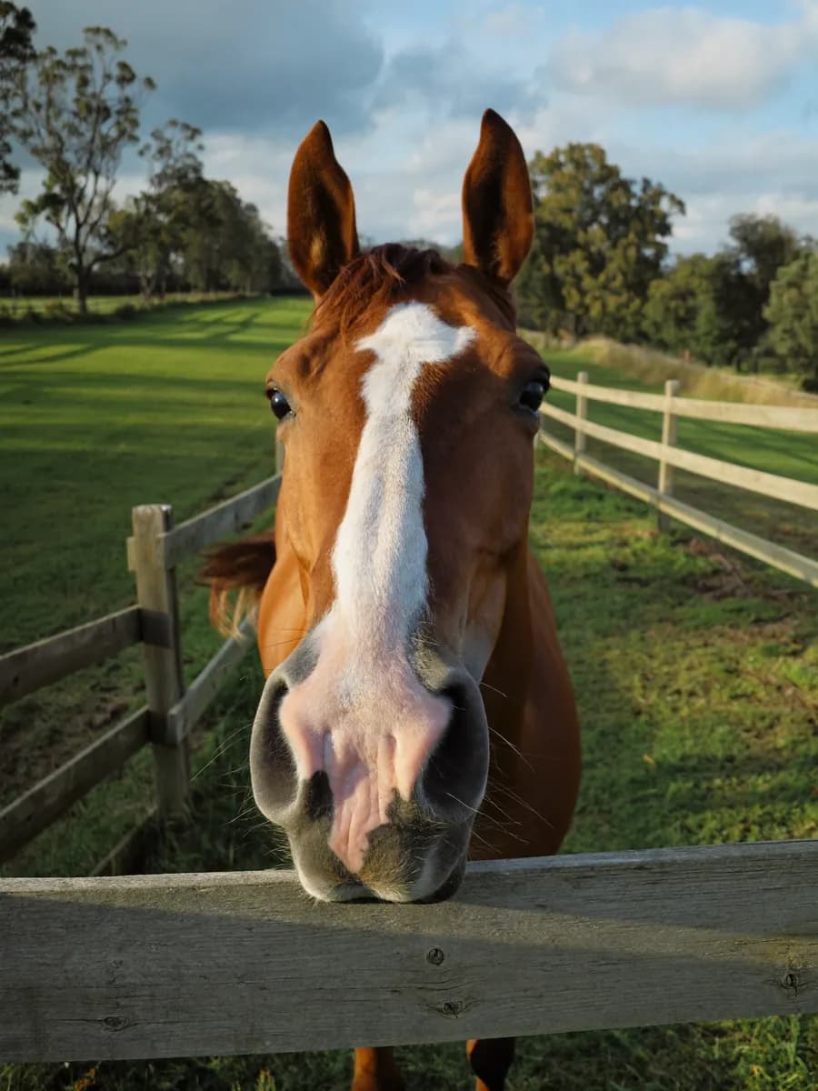 Duke, a chestnut horse with a white blaze, looking over a paddock fence