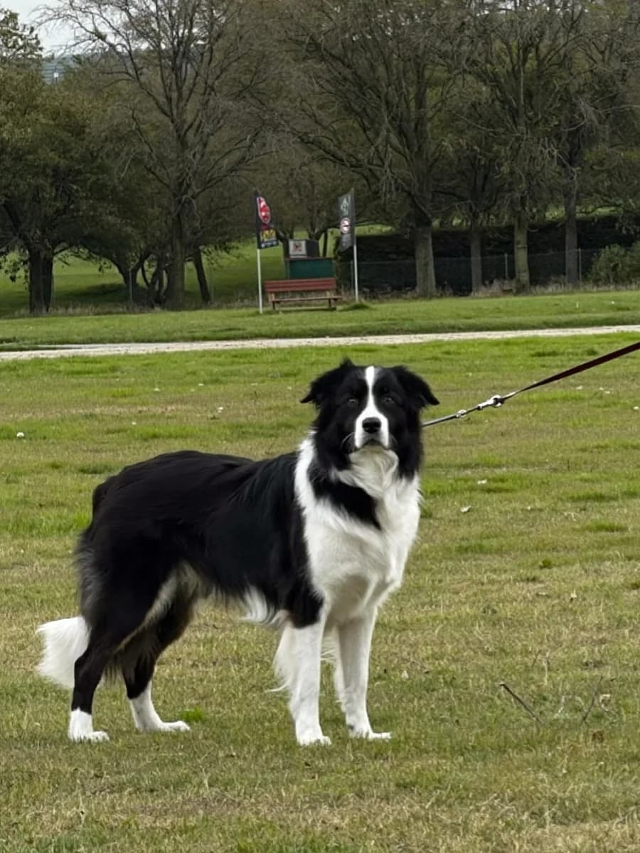 Jet, a black and white Border Collie, standing in a park