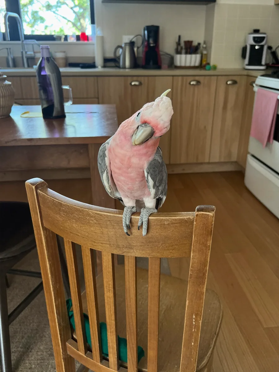 Kiwi the galah perched on a kitchen chair