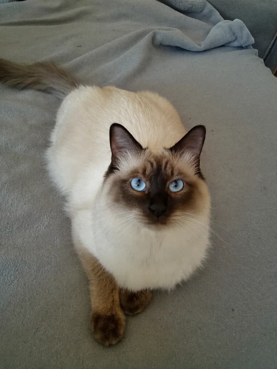 Mochi, a Ragdoll cat with blue eyes, on a sofa