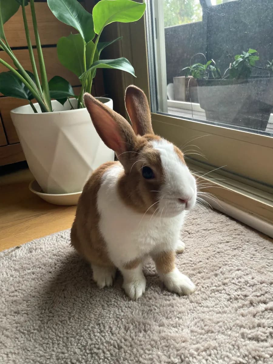 Clover, a brown and white rabbit, on a rug by a window